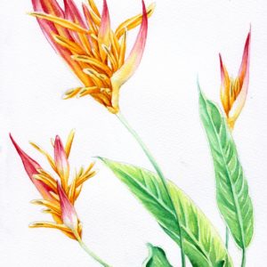 watercolour painting, watercolor painting, Calgary art collector, floral watercolor, heloconia, Alberta art, Calgarian Artist.