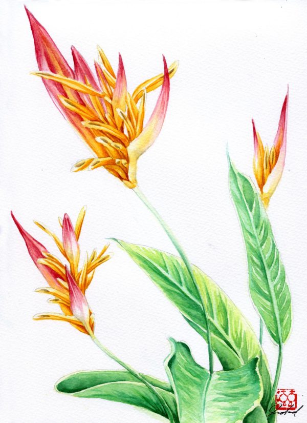 watercolour painting, watercolor painting, Calgary art collector, floral watercolor, heloconia, Alberta art, Calgarian Artist.