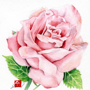 watercolour painting, watercolor painting, Calgary art collector, floral painting, rose painting, pink rose, Alberta art, Calgarian Artist.