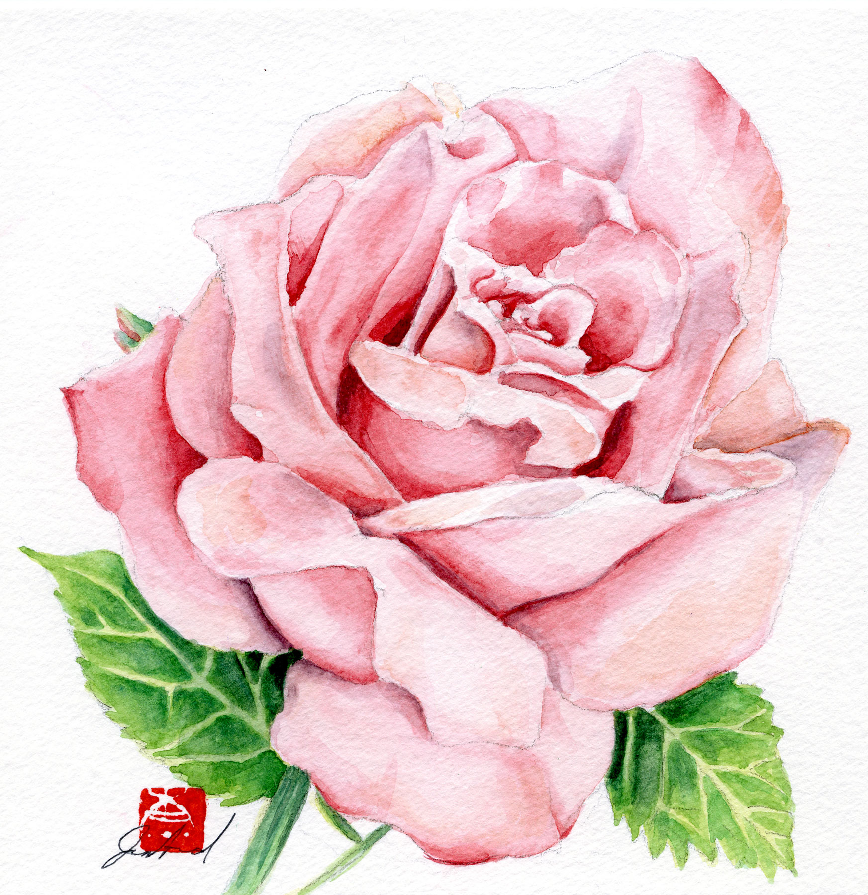 Featured image for “Rose”