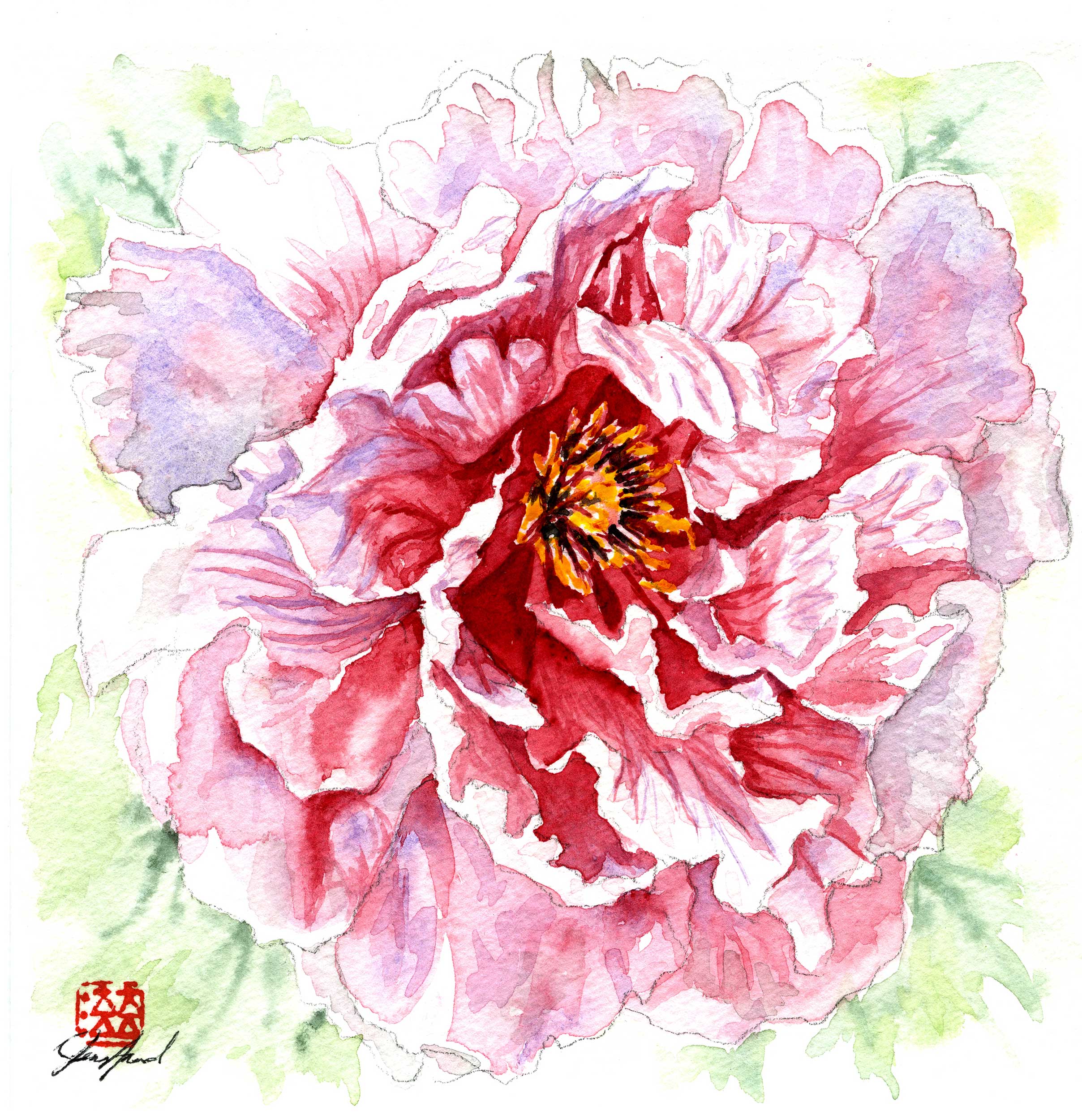 Featured image for “Peony”