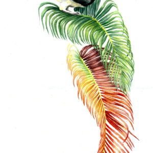 watercolour painting, watercolor painting, Calgary art collector, Oriental Pied Hornbill, Jungle painting, Brunei, Borneo, Alberta art, Calgarian Artist.