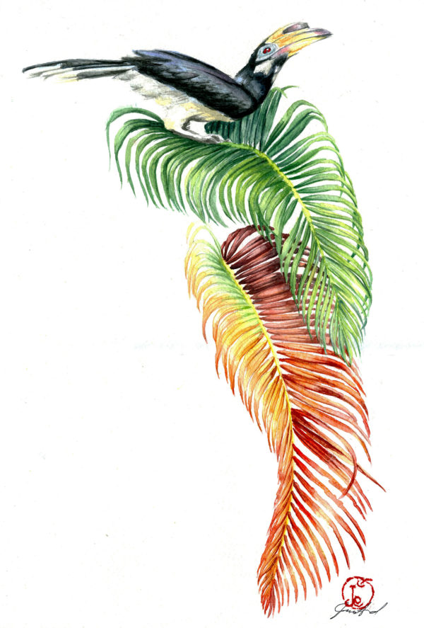watercolour painting, watercolor painting, Calgary art collector, Oriental Pied Hornbill, Jungle painting, Brunei, Borneo, Alberta art, Calgarian Artist.