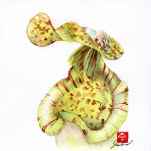 watercolour painting, watercolor painting, Calgary art collector, Jungle painting, pitcher plant, Brunei, Borneo, Alberta art, Calgarian Artist.