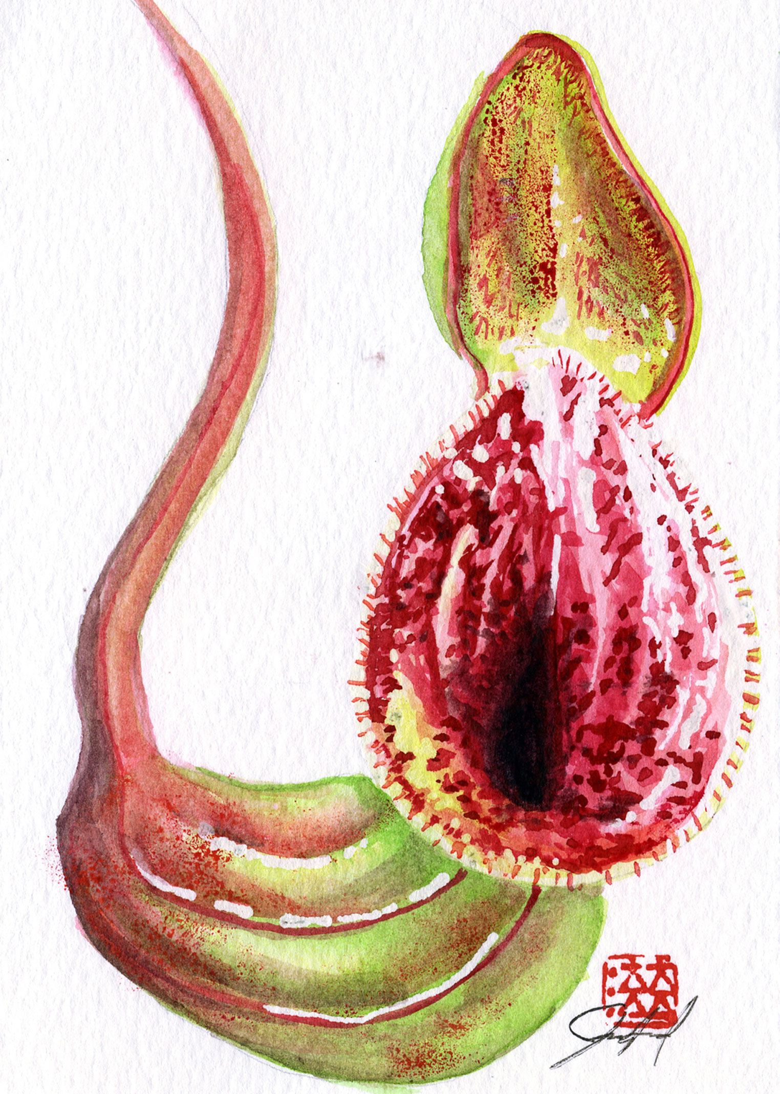 Featured image for “Pitcher Plant”