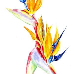 watercolour painting, watercolor painting, Calgary art collector, floral painting, bird of paradise, Alberta art, Calgarian Artist.