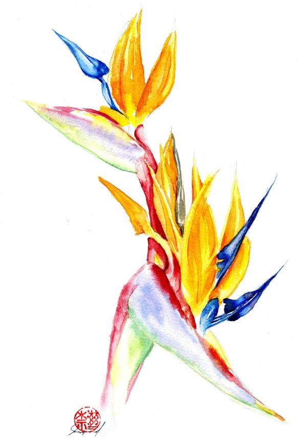 watercolour painting, watercolor painting, Calgary art collector, floral painting, bird of paradise, Alberta art, Calgarian Artist.