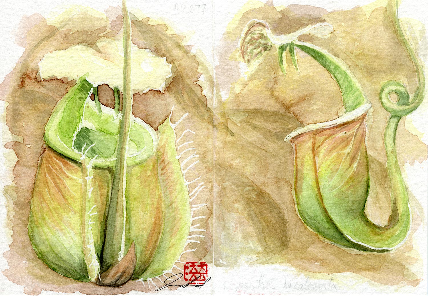 Featured image for “Nepenthes Bicalcarata Pitcher Plant”