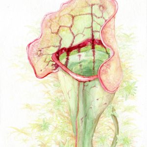 watercolour painting, watercolor painting, Calgary art collector, pitcher plant, jungle art, Alberta art, Calgarian Artist.