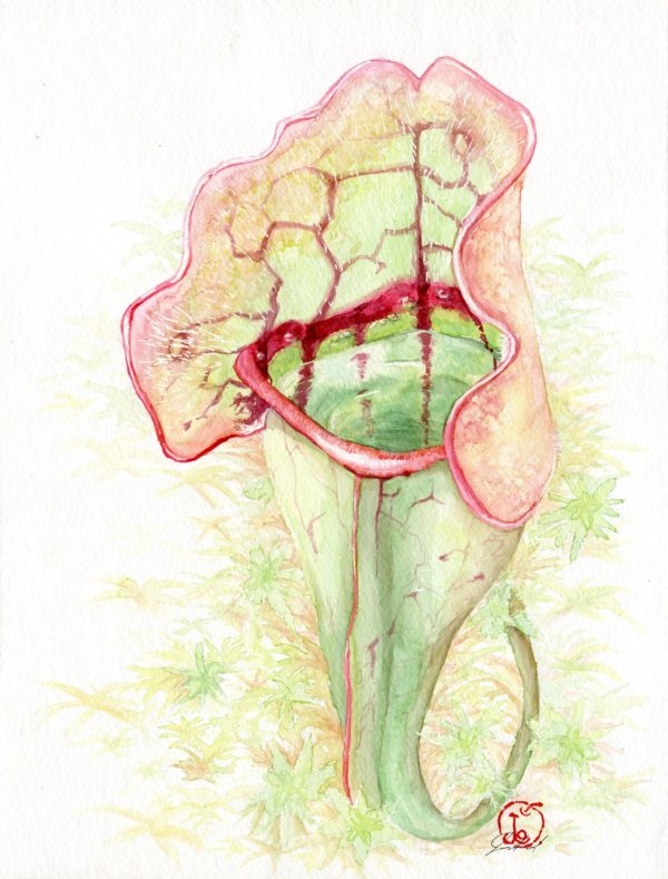 watercolour painting, watercolor painting, Calgary art collector, pitcher plant, jungle art, Alberta art, Calgarian Artist.