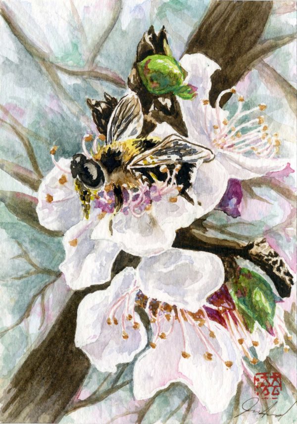 watercolour painting, watercolor painting, Calgary art collector, himalayas, floral painting, bee painting, Alberta art, Calgarian Artist.