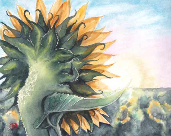 Sunflower in the Sunrise