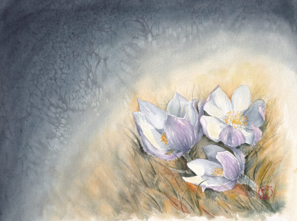 Prairie Crocus & the Promise of Spring