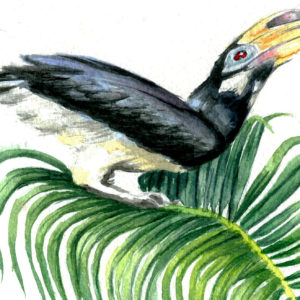 Borneo Tropics