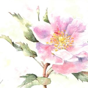 watercolour painting, watercolor painting, Calgary art collector, Rocky Mountain art, Alberta wild rose, Alberta art, Calgarian Artist.