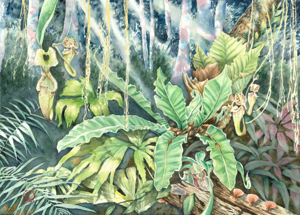 watercolour painting, watercolor painting, Calgary art collector, Rocky jungle painting, Alberta art, Calgarian Artist.