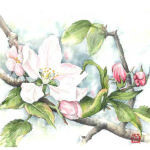 watercolour painting, watercolor painting, Calgary art collector, Alberta art, Calgarian Artist, floral watercolor, apple blossom painting