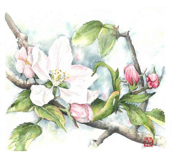 watercolour painting, watercolor painting, Calgary art collector, Alberta art, Calgarian Artist, floral watercolor, apple blossom painting