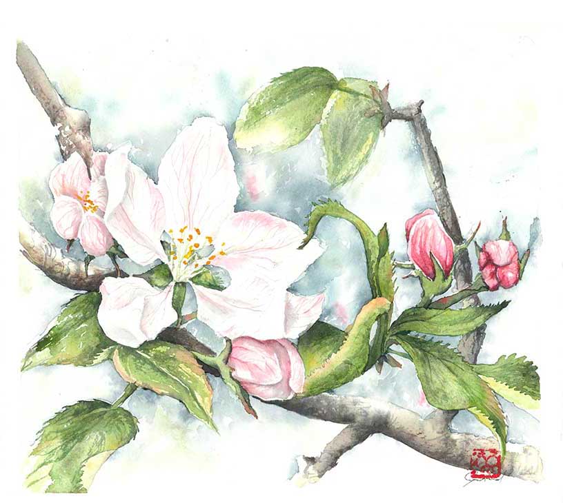 Featured image for “Apple Blossom”