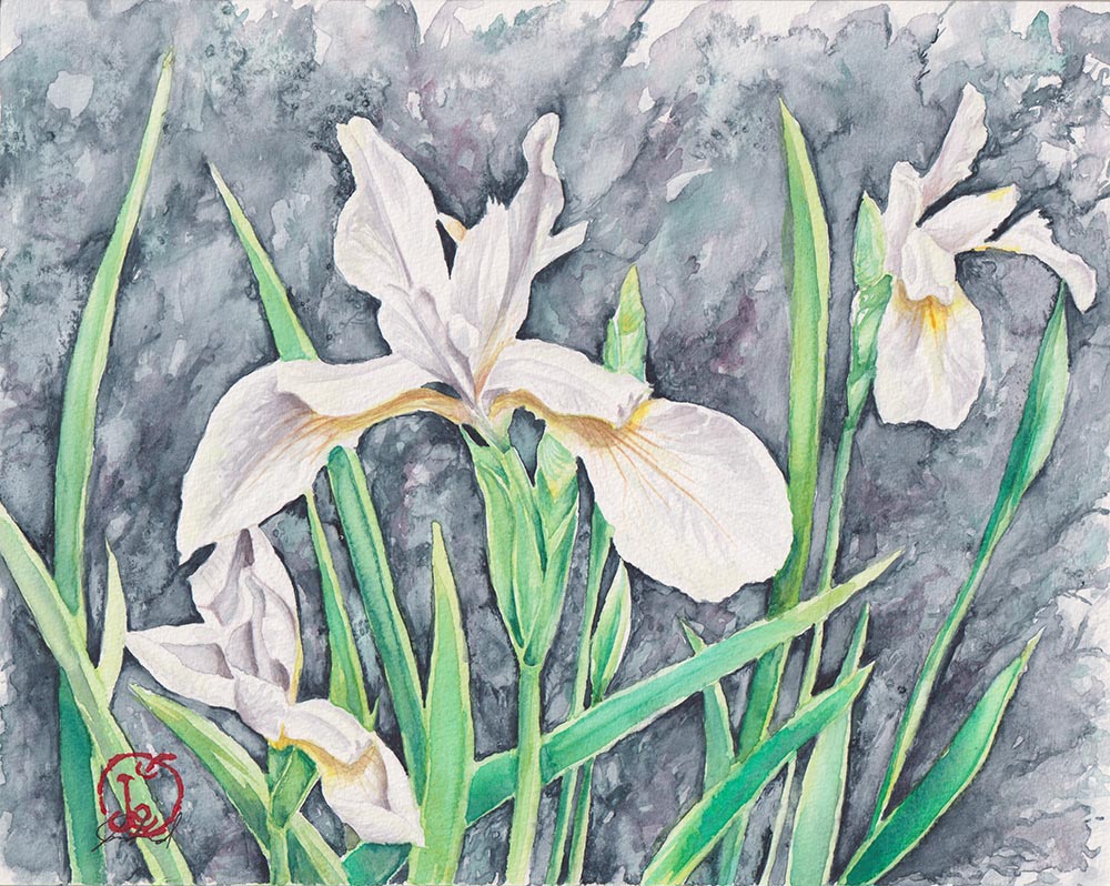 Featured image for “Arctic Iris”