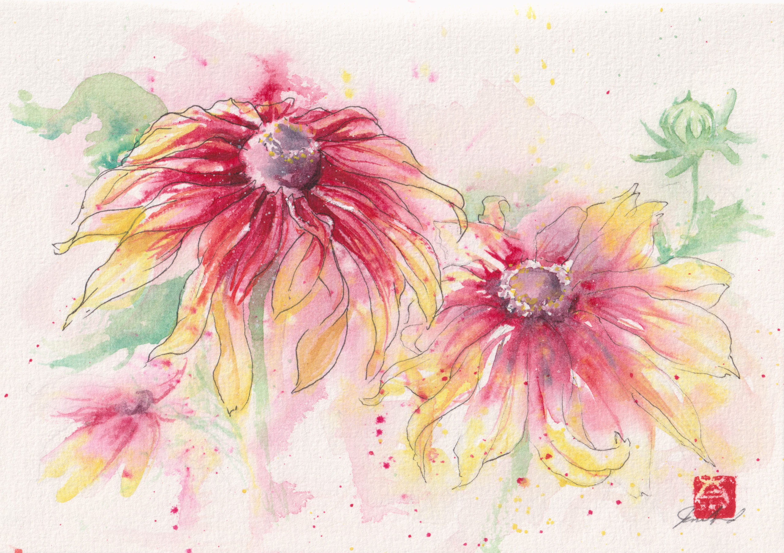 Featured image for “Blanket Flower”