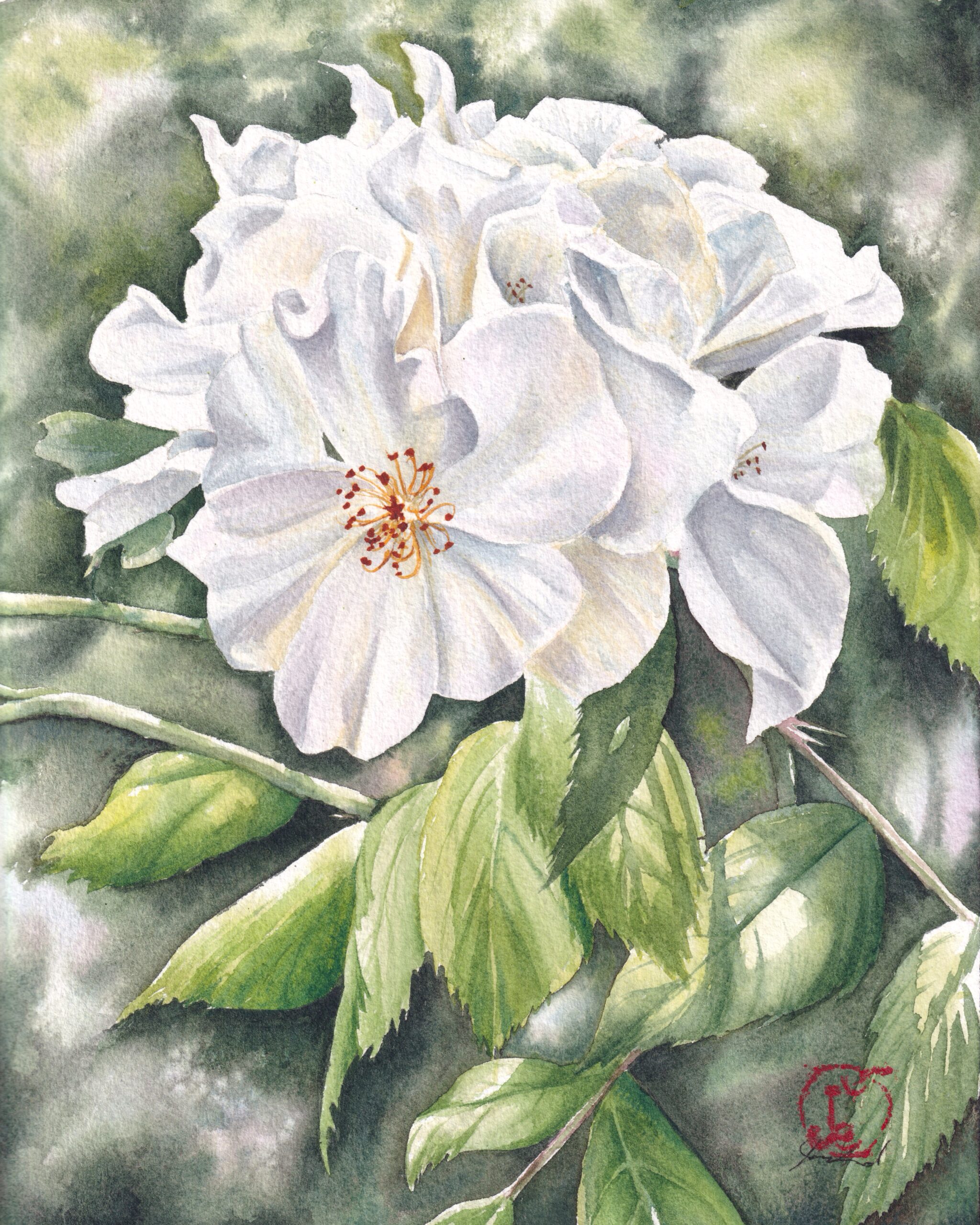 Featured image for “Rose Cluster 2”